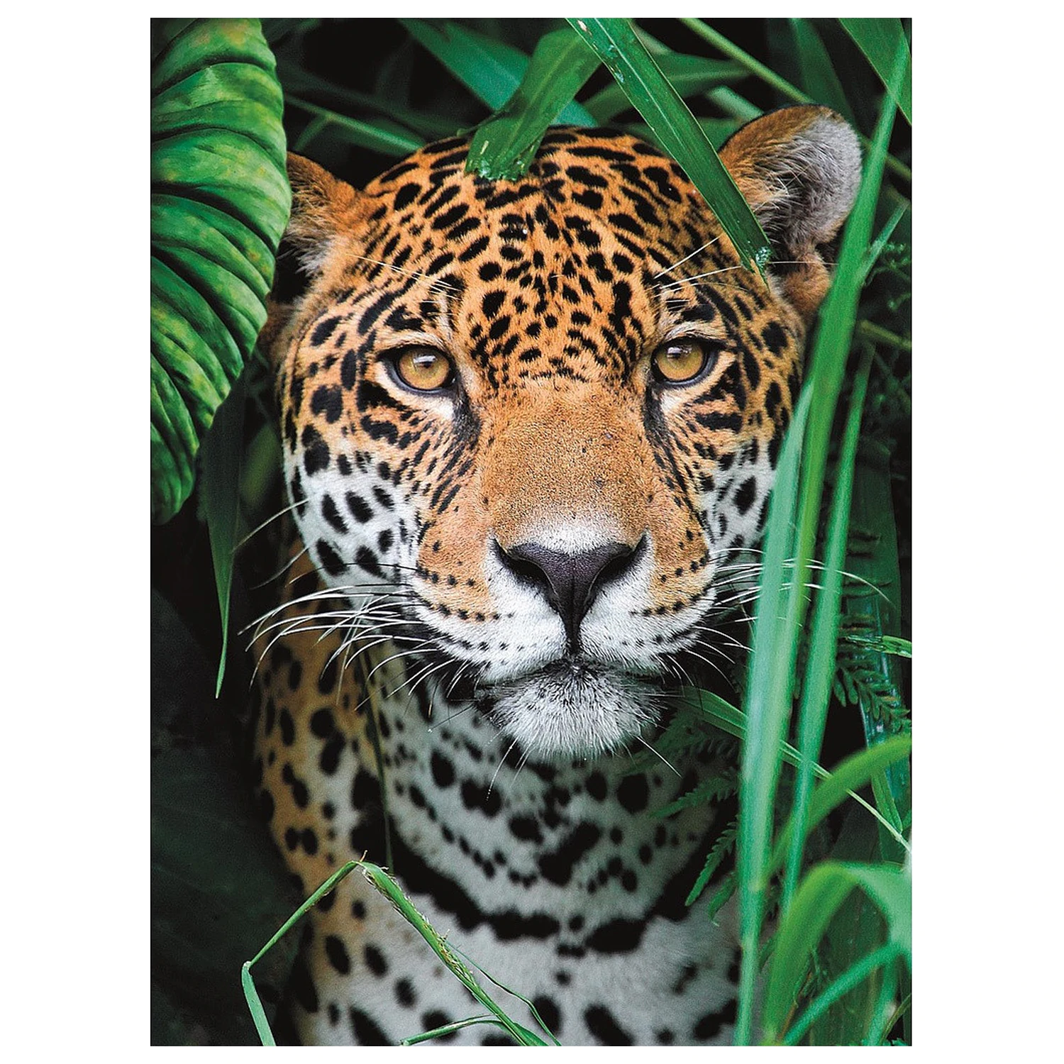 Animal Jaguar 500dílné puzzle fotografii produktu