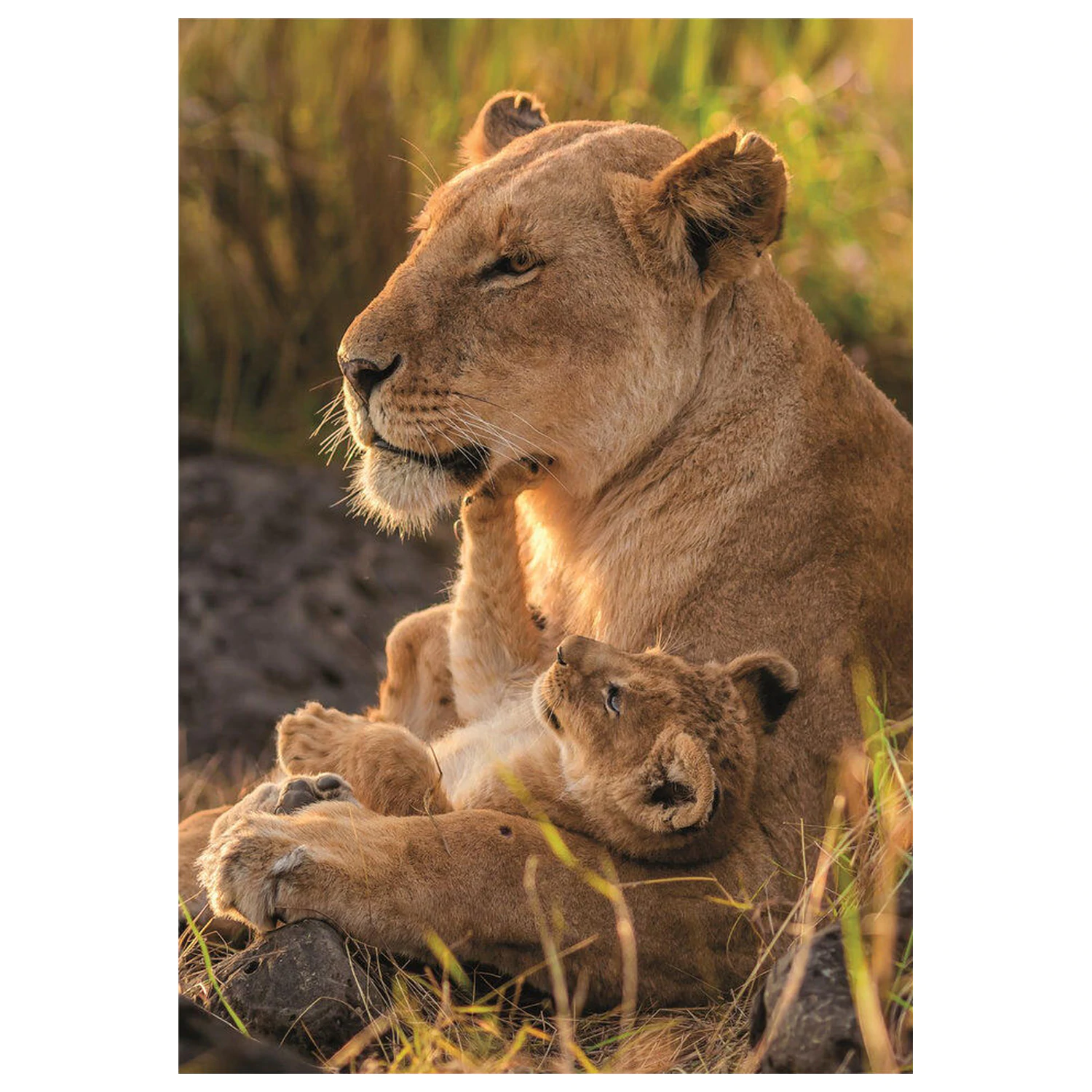 Feline Love puzzle 500 kusů fotografii produktu