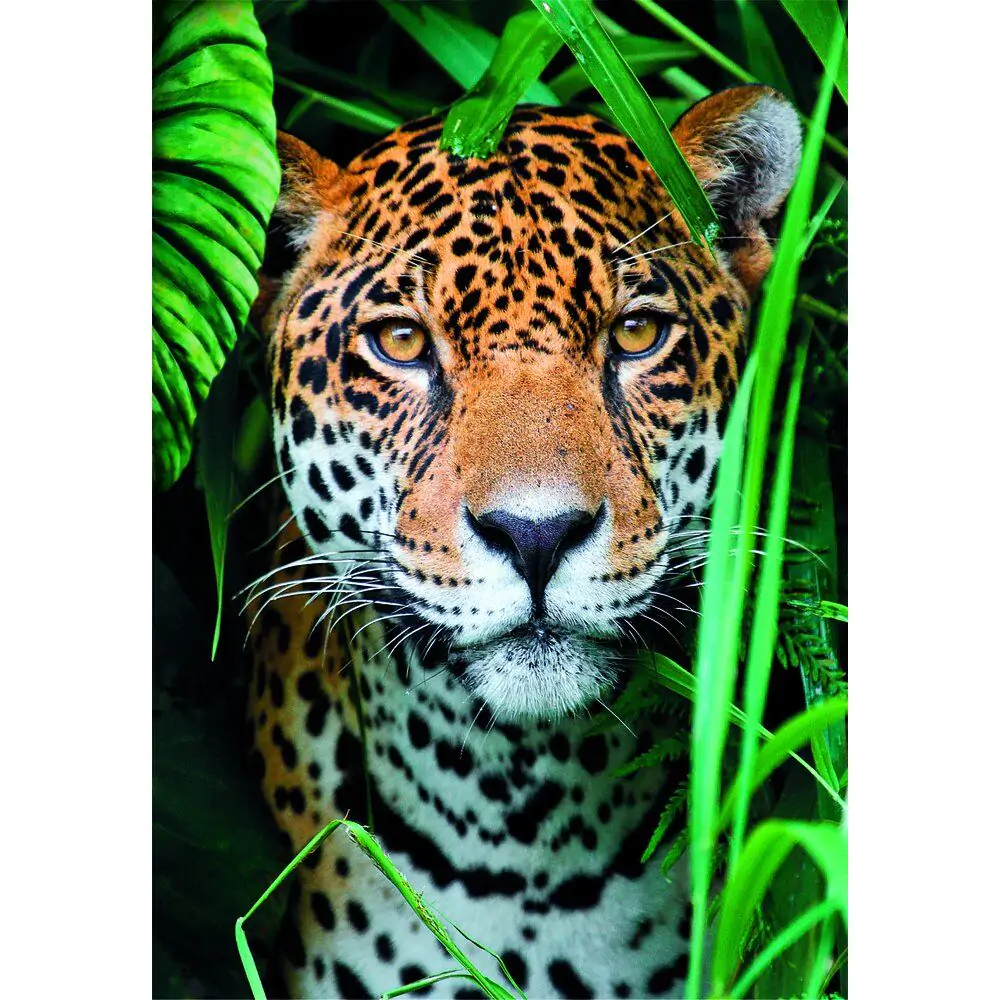 Vysoce kvalitní Jaguar in the Jungle puzzle 500 dílků fotografii produktu