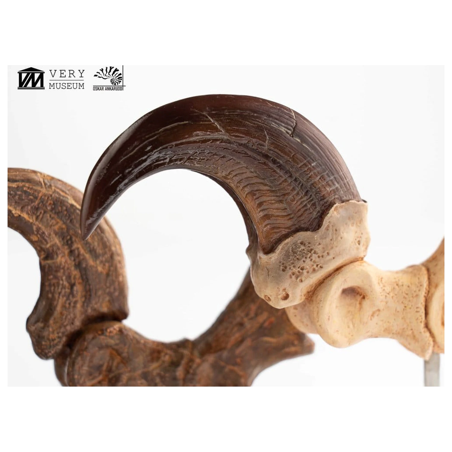 Jurassic Park ECC Elite Creature Line socha Velociraptor dráp na noze a sada fosilních drápů 20 cm fotografii produktu