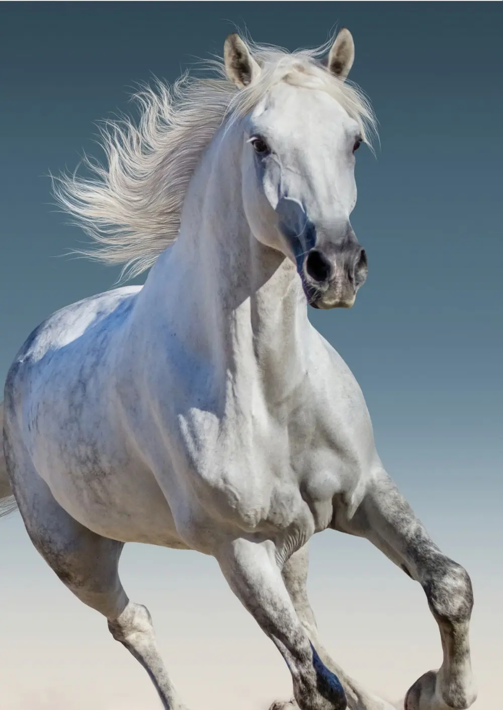 Equestrian fleecová deka 100*140 cm fotografii produktu