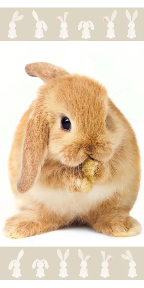 Bunny osuška, plážová osuška 70*140 cm fotografii produktu