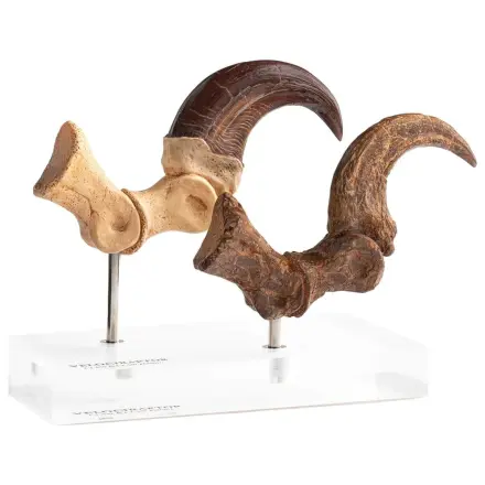 Jurassic Park ECC Elite Creature Line socha Velociraptor dráp na noze a sada fosilních drápů 20 cm fotografii produktu