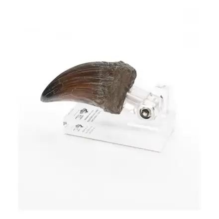 Jurassic Park Statue T-Rex Ruka Dráp 13 cm fotografii produktu