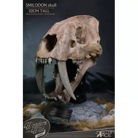 Wonders of the Wild Series Statue Smilodon Skull Fosilní soška 22 cm termékfotója